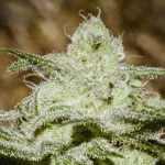 White Widow Strain Marijuana Plant