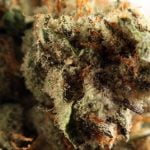 Animal Cookies Strain Marijuana Plant