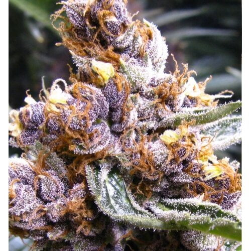Blueberry Strain Marijuana Plant