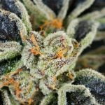 Orange Cookies Strain Marijuana Plant
