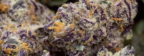 Purple Punch Strain Marijuana Plant