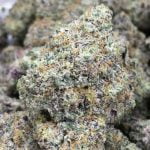Blue Cookies Strain Marijuana Plant