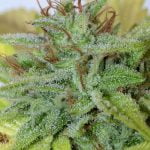 Blueberry Cookies Strain Marijuana Plant