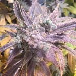 Blueberry Muffin Marijuana Strain