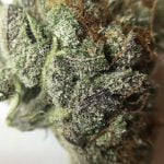 Blueberry Muffin Strain Marijuana Plant