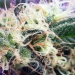 Lemon Haze Strain Marijuana Plant
