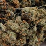Monster Cookies Strain Marijuana Plant
