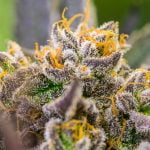 Orange Creamsicle Strain Marijuana Plant