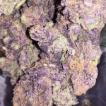 Purple Haze Strain Marijuana Plant