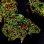 Sour OG Strain Marijuana Plant