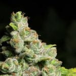 Blueberry Headband Strain Marijuana Plant