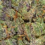 Jack Frost Strain Marijuana Plant