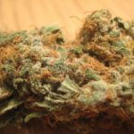 Orange Crush Strain Marijuana Plant