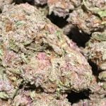 Pink Lemonade Strain Marijuana Plant