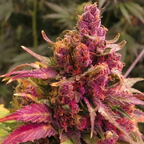 Pink Lemonade Marijuana Strain