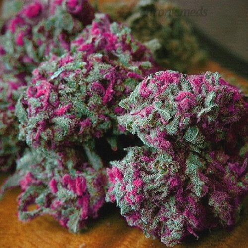 Purple Kush Bud