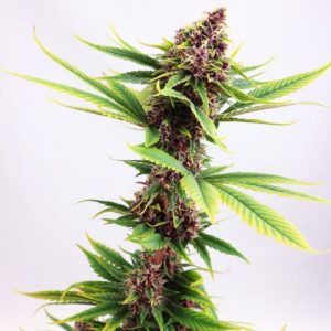 Purple Kush Marijuana Strain