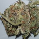 Purple Kush Strain Marijuana Plant