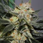 Strawberry Shortcake Strain Marijuana Plant