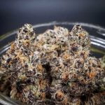 Tropicana Cookies Strain Marijuana Plant
