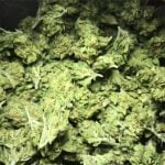 3 Kings Strain Marijuana Plant