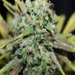 Amnesia Strain Marijuana Plant