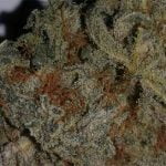 Blackberry Kush Strain Marijuana Plant
