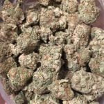 Blackberry Strain Marijuana Plant
