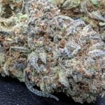 Blueberry Kush Strain Marijuana Plant