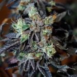 Cherry Cookies Strain Marijuana Plant
