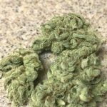 Cinderella 99 Strain Marijuana Plant