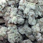 Cotton Candy Strain Marijuana Plant