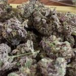 Gorilla Cookies Strain Marijuana Plant