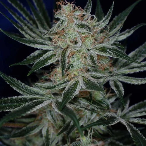 Jack The Ripper Marijuana Strain