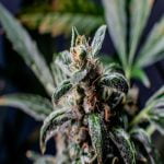 Jager Strain Marijuana Plant