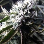 Jenny Kush Strain Marijuana Plant