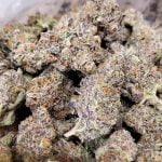 Kush Mints Strain Marijuana Plant