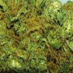 Lemon Kush Strain Marijuana Plant