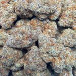 Mint Chocolate Chip Strain Marijuana Plant