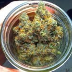Orange Cream Strain Marijuana Plant