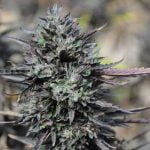 Purple Trainwreck Marijuana Strain