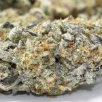 Purple Urkle Strain Marijuana Plant