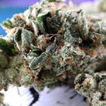 Star Killer Strain Marijuana Plant