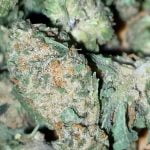 Wonka Bars Strain Marijuana Plant