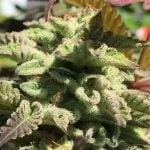 Blue Frost Strain Marijuana Plant