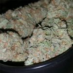 Blueberry Pie Strain Marijuana Plant