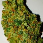 Candy Jack Strain Marijuana Plant