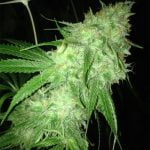 Charlotte's Web Strain Marijuana Plant
