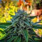 Cookie Glue Strain Marijuana Plant