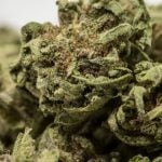 Cookie Monster Strain Marijuana Plant